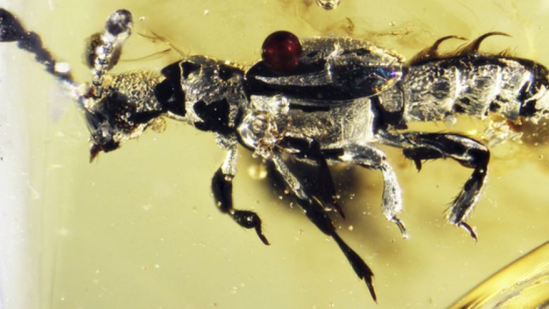 Ученые нашли жука, которому 52 миллиона лет