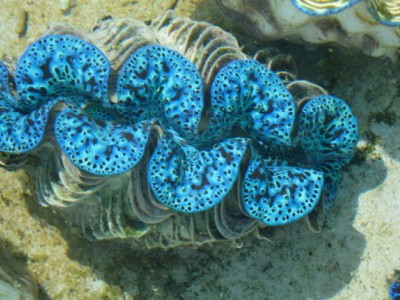 Раковины моллюсков
