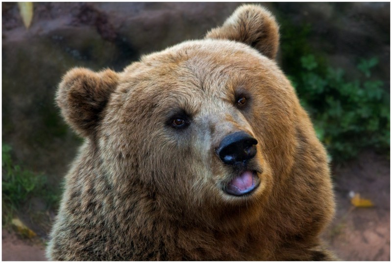 Бурые медведи вернулись в Чернобыль