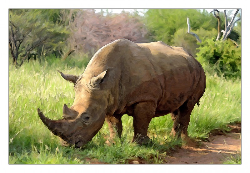 Носорогам помогут звуками
