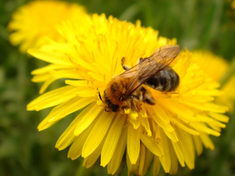 Пчелы находятся на грани вымирания