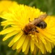 Пчелы находятся на грани вымирания