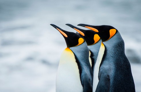 Пингвины не отказываются от своих