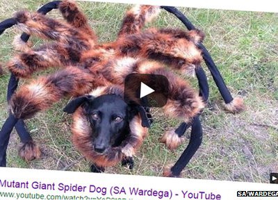 Самые популярные видеоролики: ролик про гигантскую собаку-паука