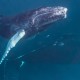 Раскрыта загадка ужина горбатых китов