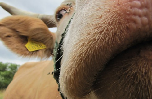 Французские быки приобщаются к интернет-знакомствам