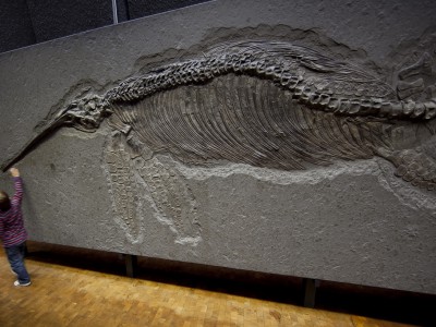 Ихтиозавр в британском музее