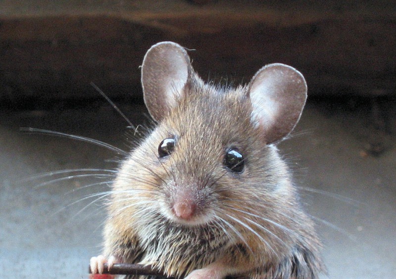 Как избавиться от мышей в доме?