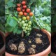 Как собрать картофель и помидоры с одного растения