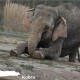 Йога доступна даже слонам