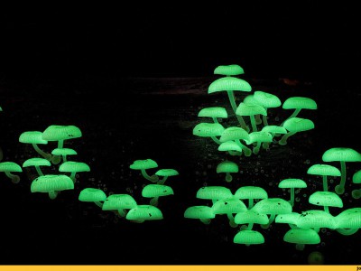 Биолюминисценция грибов