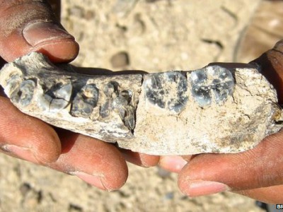 Древняя челюсть первого человека