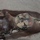 Древние мумии могут исчезнуть