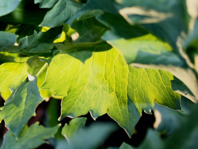 Искусственные листья