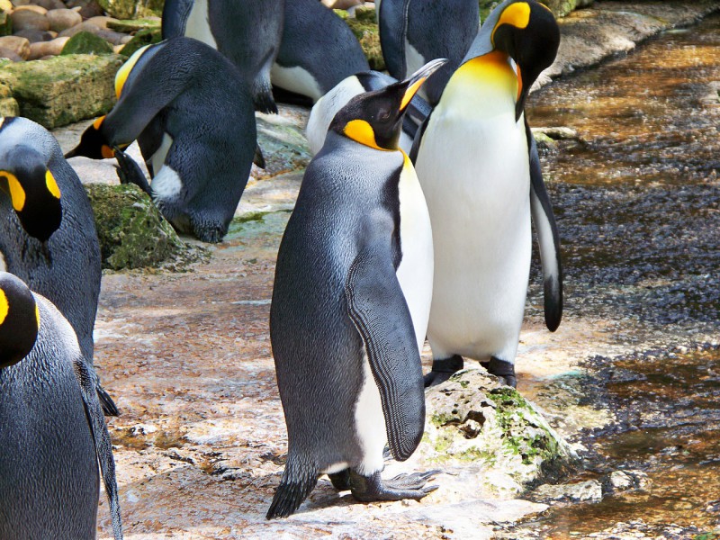 Пингвинов устраивает нынешний климат