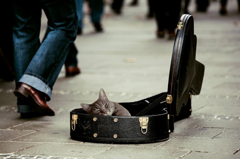 Кошки требуют особую музыку