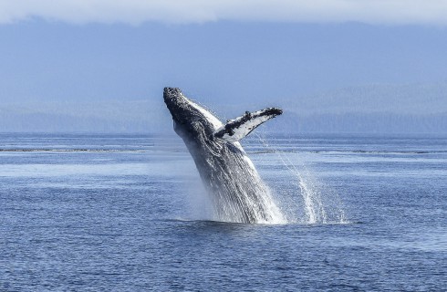 Горбатые киты больше не исчезающий вид