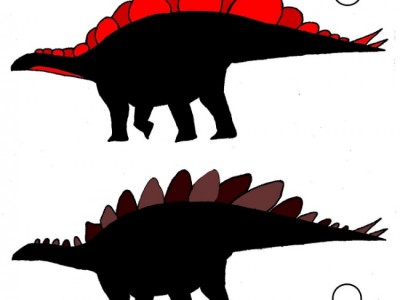 Стегозавры с разными пластинами