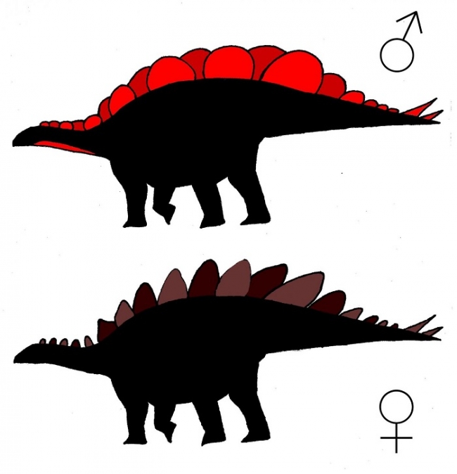 Стегозавры разного пола отличались внешне