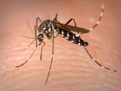 Предпочтения комаров