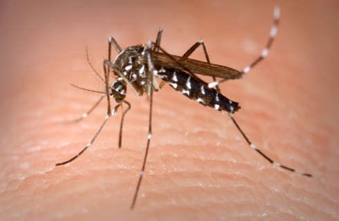 Комары предпочитают людей с определенным типом генов
