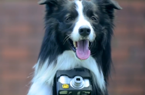 Nikon превращает собак в фотографов