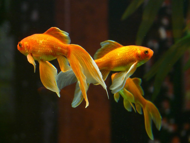 Золотые рыбки внимательнее людей