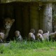 «Семь гномов» родились в зоопарке Мюнстера