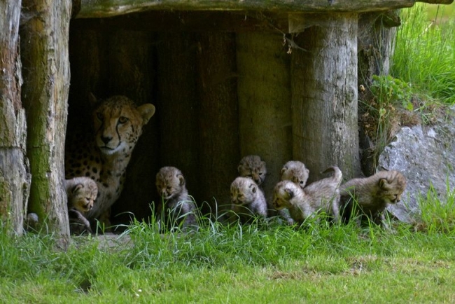 «Семь гномов» родились в зоопарке Мюнстера