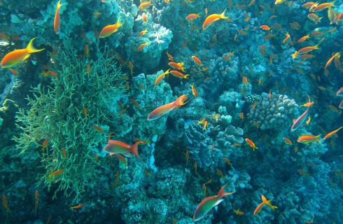 Окисление океана не вредит кораллам