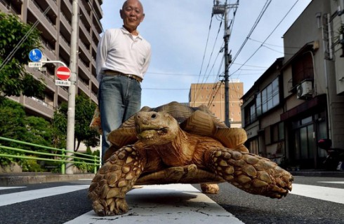 Гигантская черепаха замечена в Токио