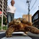 Гигантская черепаха замечена в Токио