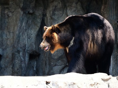 Азиатский черный медведь