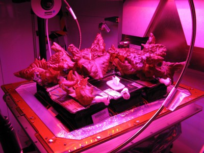 Овощи в космосе: проект по выращиванию овощей на МКС