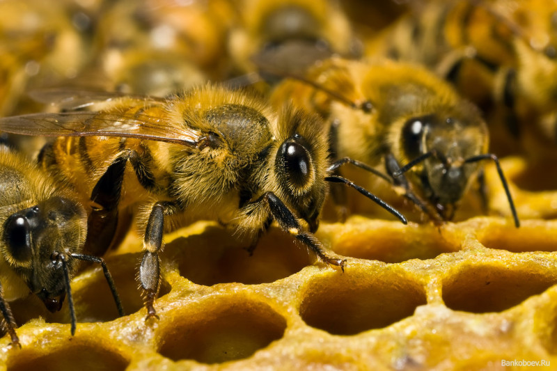 Пчелы могут исчезнуть через 20 лет
