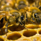 Пчелы могут исчезнуть через 20 лет