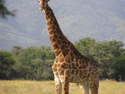 Шея жирафа