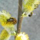Растения «подсаживают» пчел на кофеин