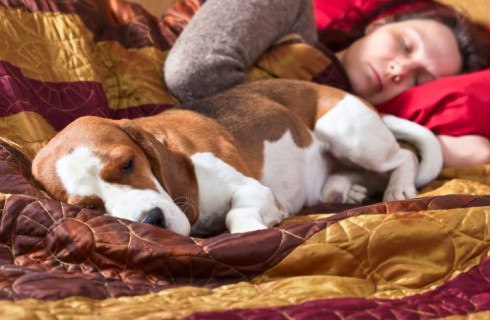 Почему нельзя спать с собакой
