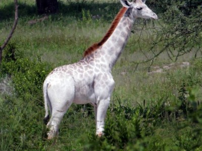 Белый жираф Омо
