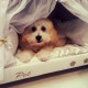 Сказочная кровать для владельцев собак