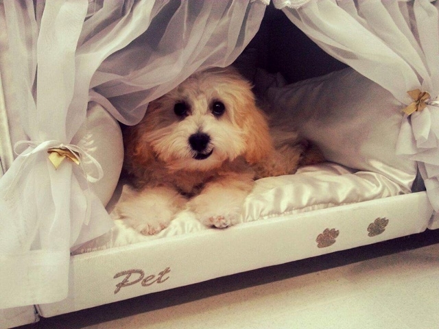 Сказочная кровать для владельцев собак