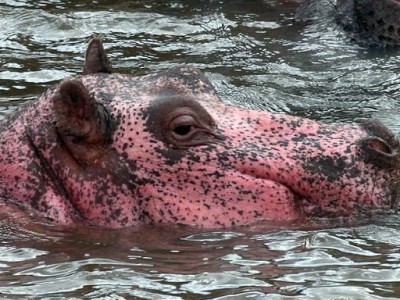 Розовый бегемот в Кении