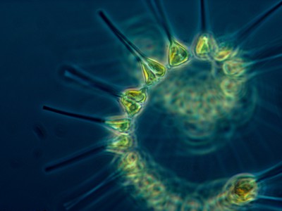 Фитопланктон сражается за место под солнцем