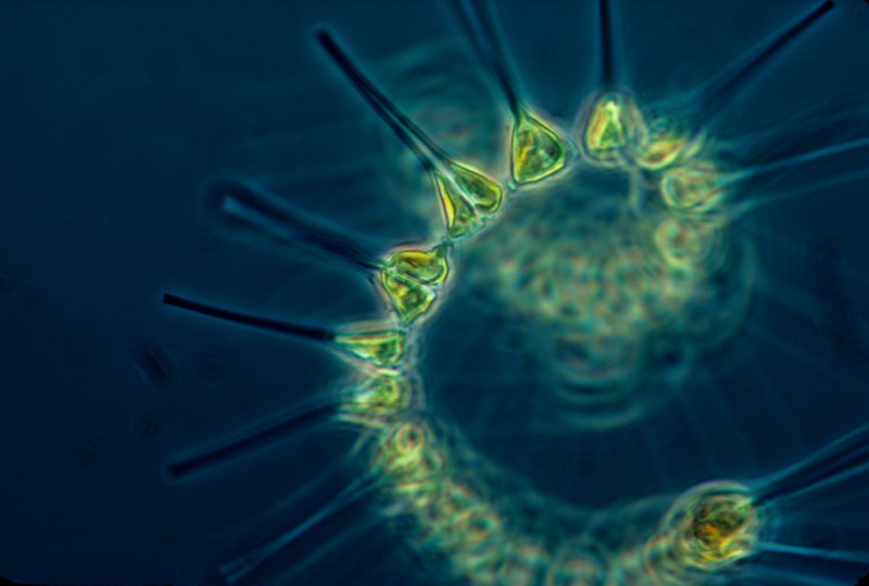 Фитопланктон отличается воинственным характером