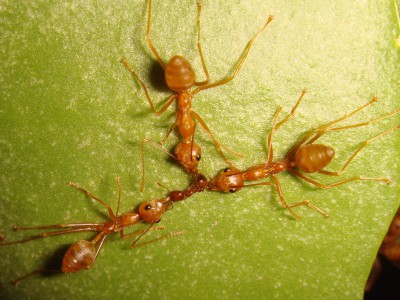Свирепые муравьи