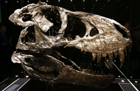 Динозавры не боялись астероида