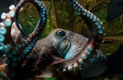 Осьминог сбежал из океанариума в Новой Зеландии