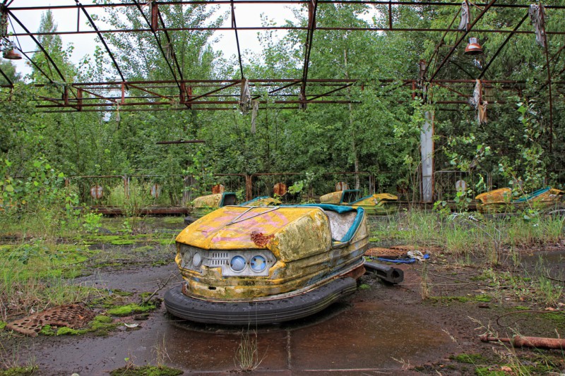 Есть ли дикая жизнь в Чернобыле?