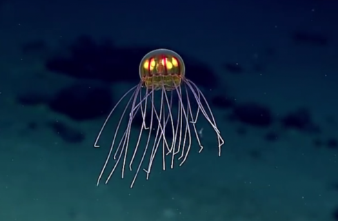 Инопланетные медузы живут в Марианской впадине